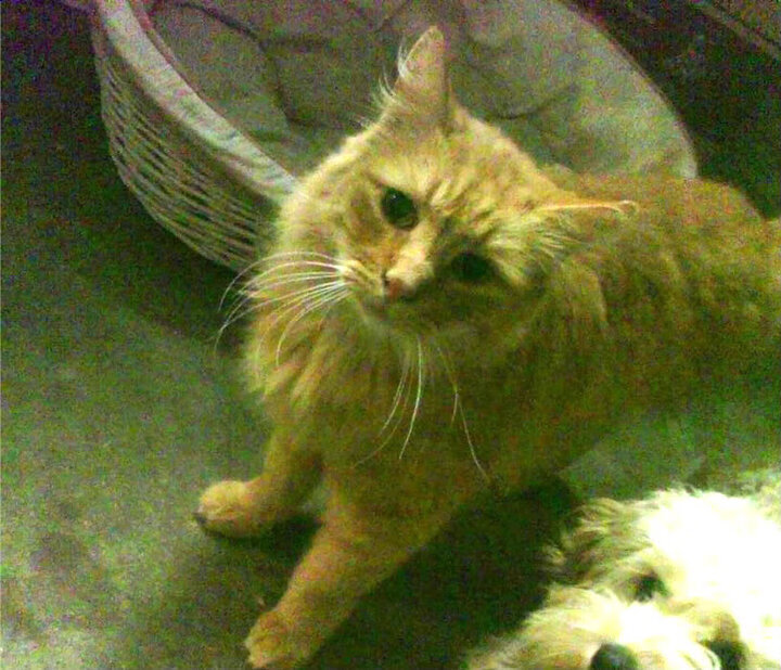 篮球联赛裁判执法规范化培训持续深化，篮球裁判员培训方案