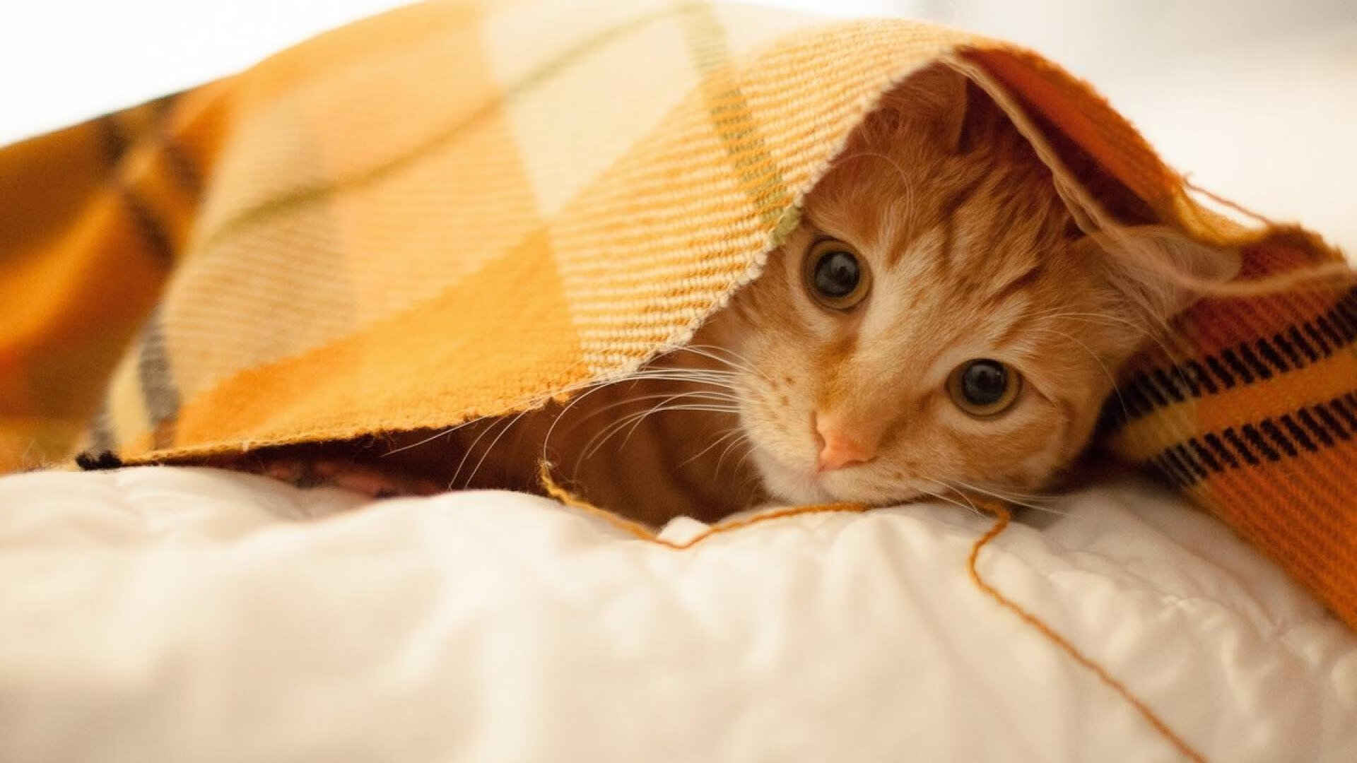 爱游戏电竞官网-霍勒迪谈攻守两端需更加专注，霍勒迪防守能力